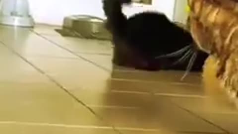 Funny Animal Videos