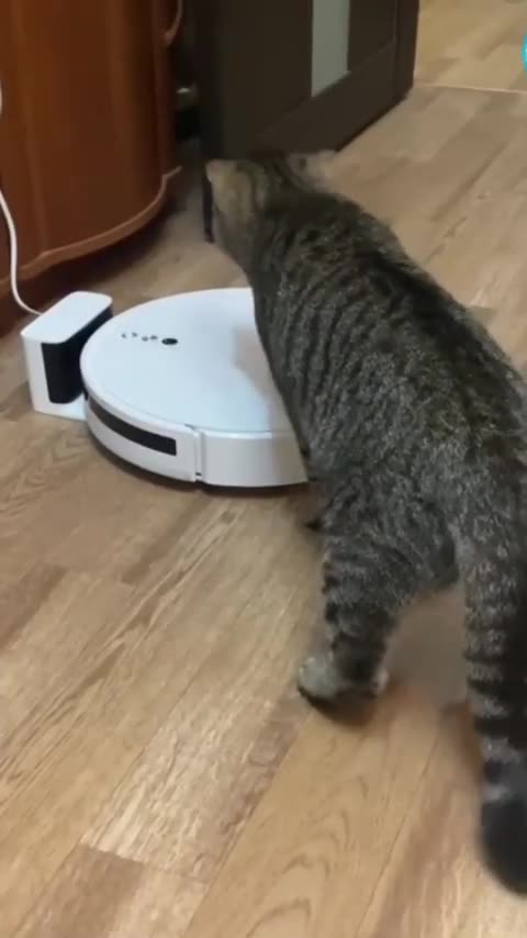 Funny animal videos 2023-- Funny cat videos and dogs - Funny videos _74 _shorts _cats _dogs