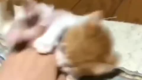Cute Cats