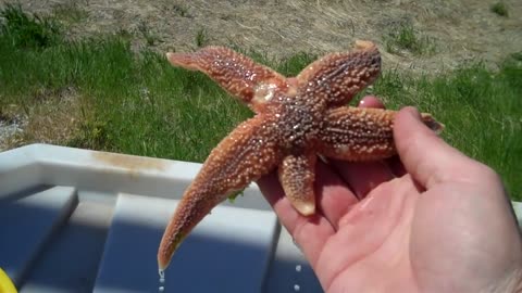 Starfish (Seastars) Regenerating their Arms with Tidepool Tim of Gulf of Maine B