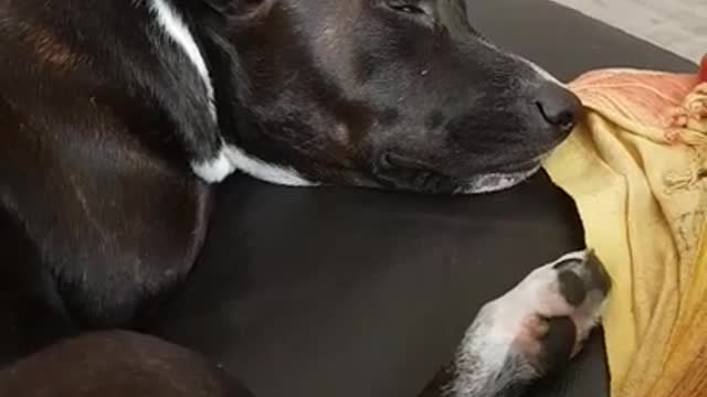 Dog dances in sleep to jazz music