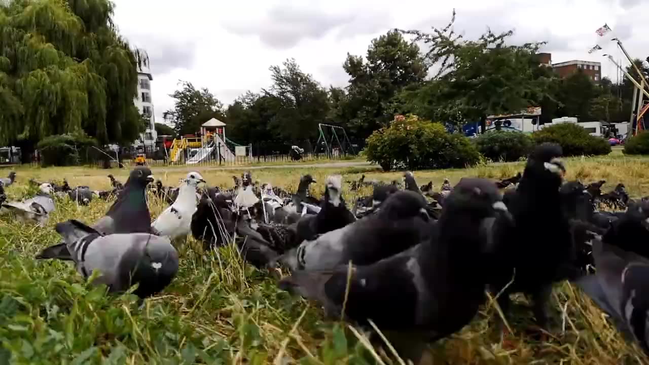 #Wow #birds #pegionlovers #cool 🙏