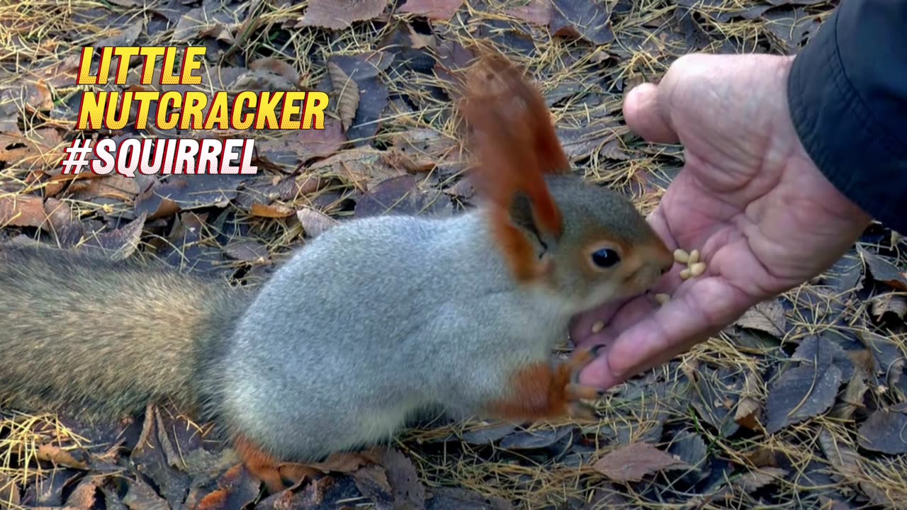 Little Nutcracker: Adorable Squirrel Shares Snacks with Humans!