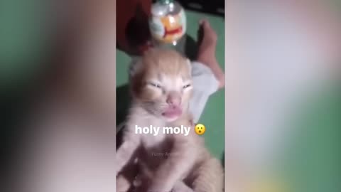 Funny Cats And Dogs Videos 🐱🐶 Funniest Animals - Videos of Funny Animals