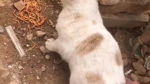 ANGRY CAT 😂