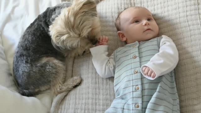 Cute puppy and cute baby Playing with each other and building relationships