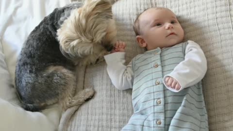 Cute puppy and cute baby Playing with each other and building relationships