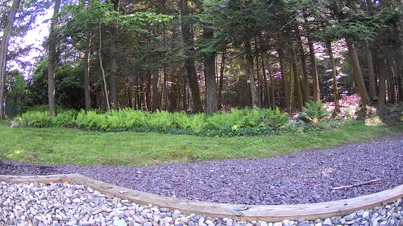 Cannn_____u________spot_______the______trees and trees