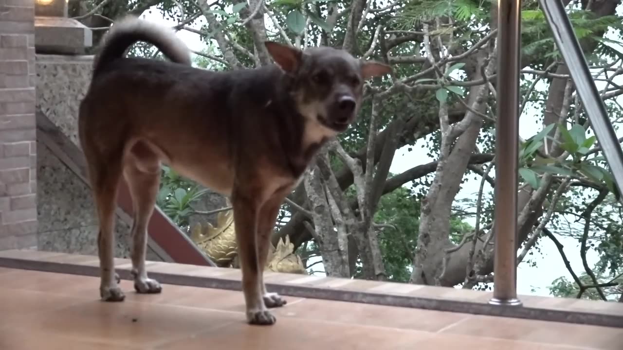 How dog react when he upset