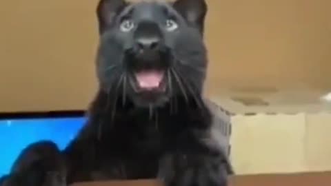 Funny Animals Shorts -big wild cats 😂 Cats Dogs Pets laugh viral video