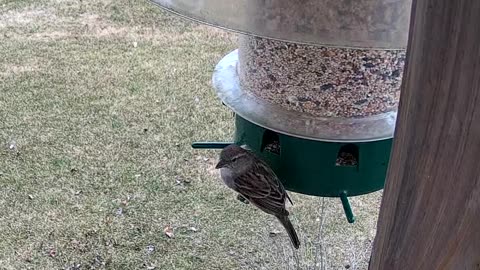 House Sparrow Female