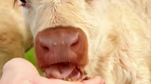 #cow #babycow #babycow