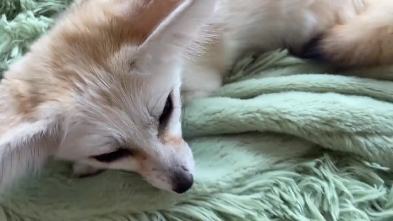 Home zoo. Archie pulled Tiffani's ear - fox is not happy)