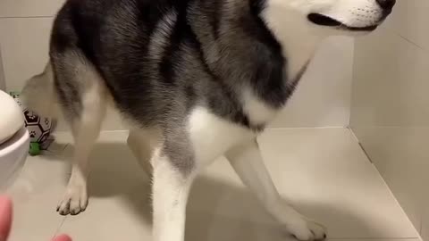 Funny dog video