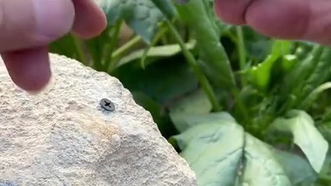 Amazing skills