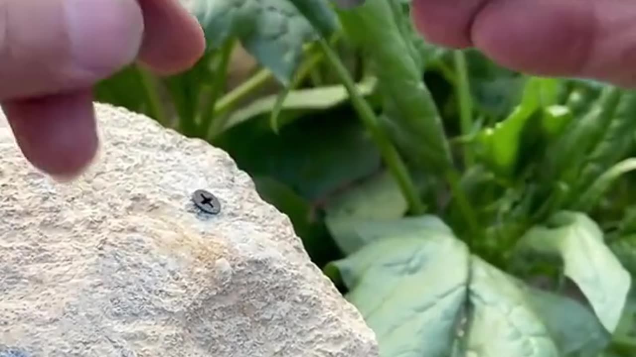 Amazing skills