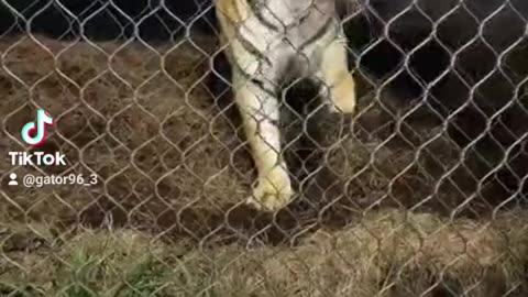 Y'all didn't know that I am the Tiger whisperer.