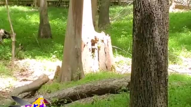 portals in the forest