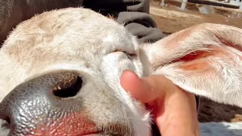 For every large healthy group of calves there’s one that doesn’t make it