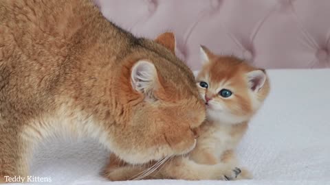 Meeting Cat William's kid Ronaldo is a precious occasion.