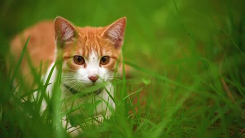 White cat lying among the grasses seen close up