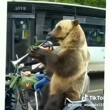 Funny videos compilation