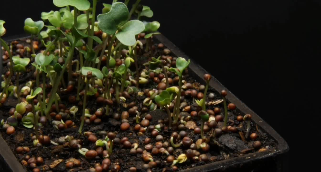 Plants growth time lapse compilation