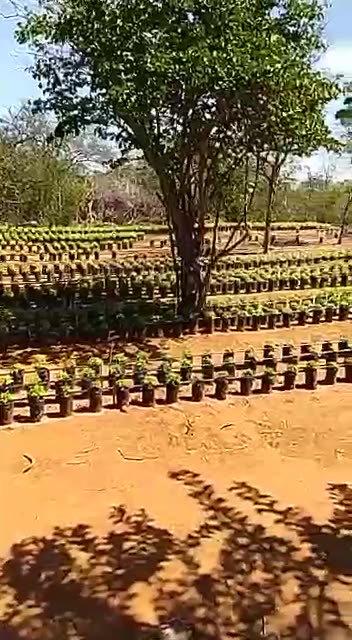 A plantação do PCC-PT/MST/STF.