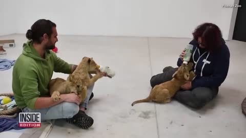 4 Lion Cubs and Leopard Cub Rescued From Homes in Ukraine