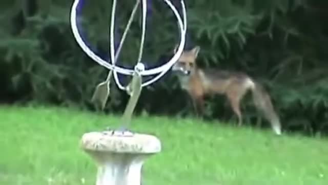 Frightened fox, Fight Fox vs Cat Compilation, Beautiful Cat and Foxes Attack