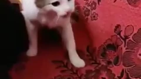 Cat defends its owner from being beaten