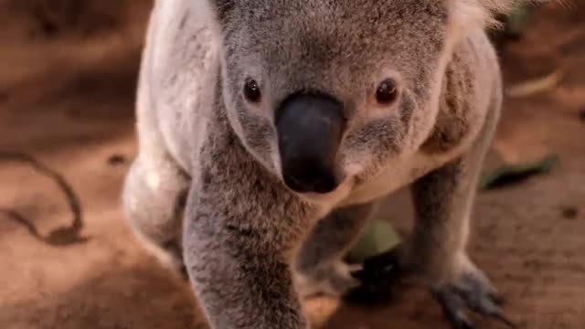 Cute Koala - Adorable creature - Funny Animals