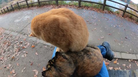 Two cats warm each other on a human's lap