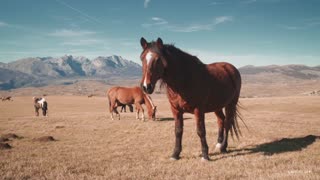 Outdoor aerial photography, recording the galloping horses on the rural prairie