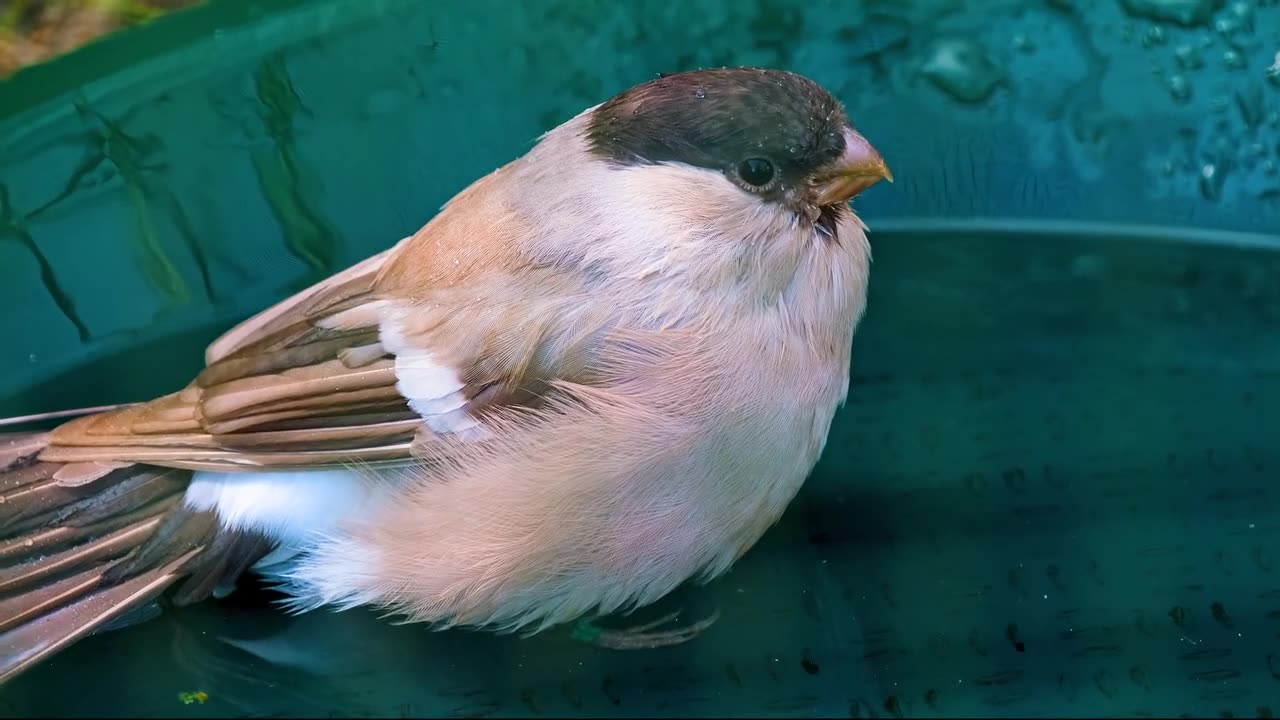 Beautiful Bird Water Bath