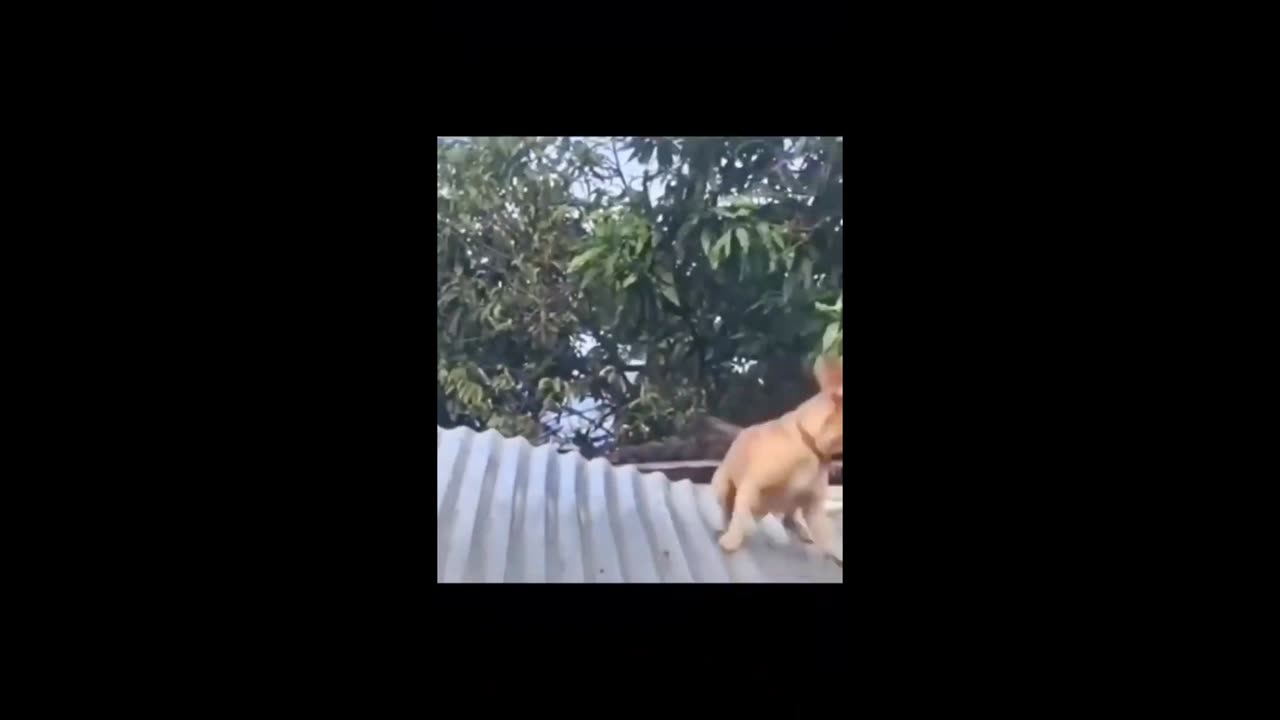 Dog sleep acting