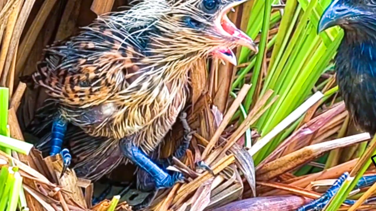 The brown-winged cuckoo baby has grown up