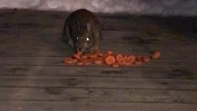 Bunnies Enjoy Carrot Feast During Nightly Feeding Time