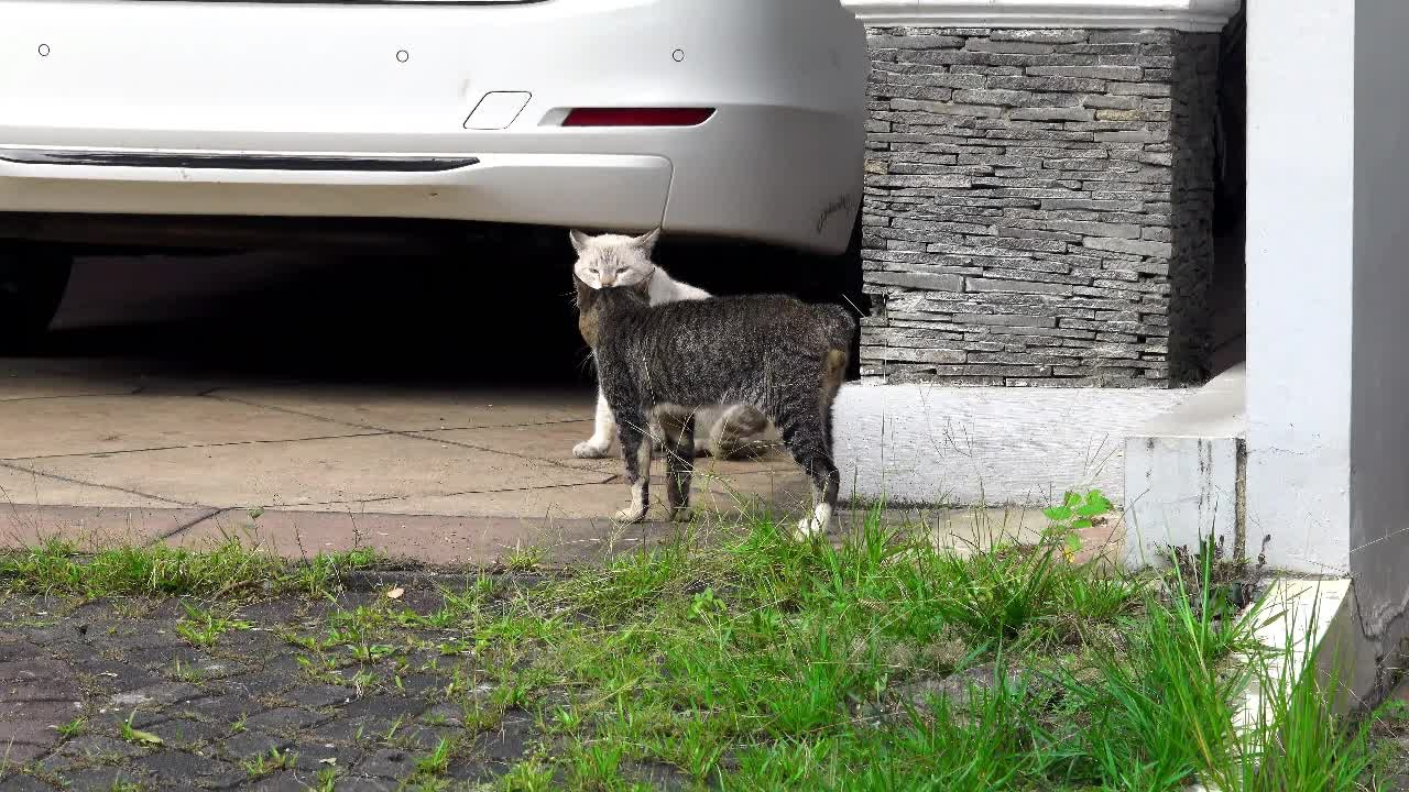 Cats Meowing/Cat Meowing Sounds
