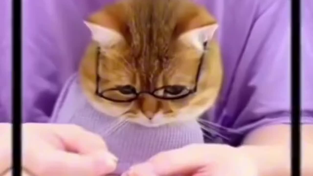 Latest funny animals video"'" Don't laugh please 🥺😂😂🤩"""