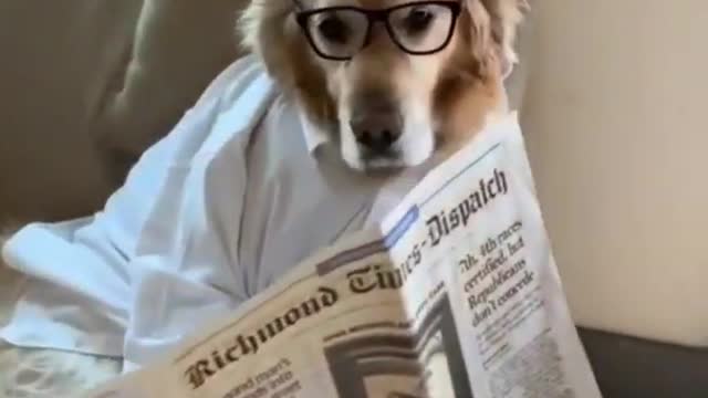 Golden Retriever Reading Newspaper Dont Disturb Him | Smart Dog