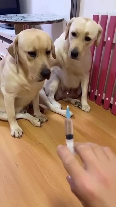 You will get STOMACH ACHE FROM LAUGHING SO HARD