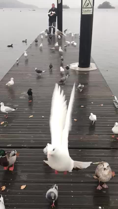 So many birds!!