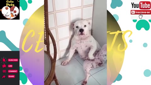 Animais Engraçados Funny Animals Channel 🐶🐱