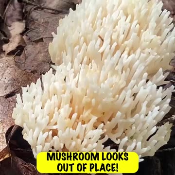 WHAT IS THIS CORAL LOOKING MUSHROOM? #explore