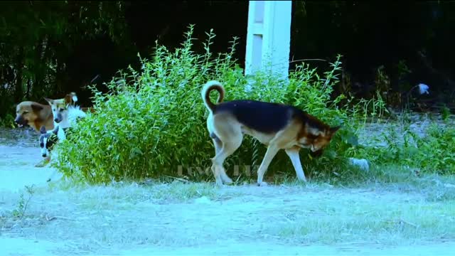 How to big Rural Dog Mating so hurt with Big Dog At Village