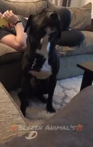 A GIGGLE FOR 2-24-23 🤣DOG SHAKING HIS GROOVE THING