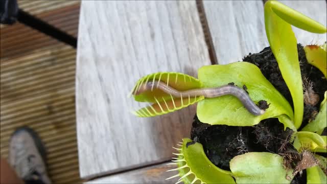 A worm is crushed by the Venus FlyTrap