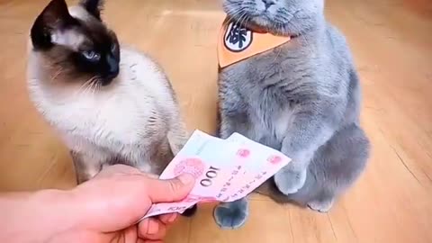 funny cat video