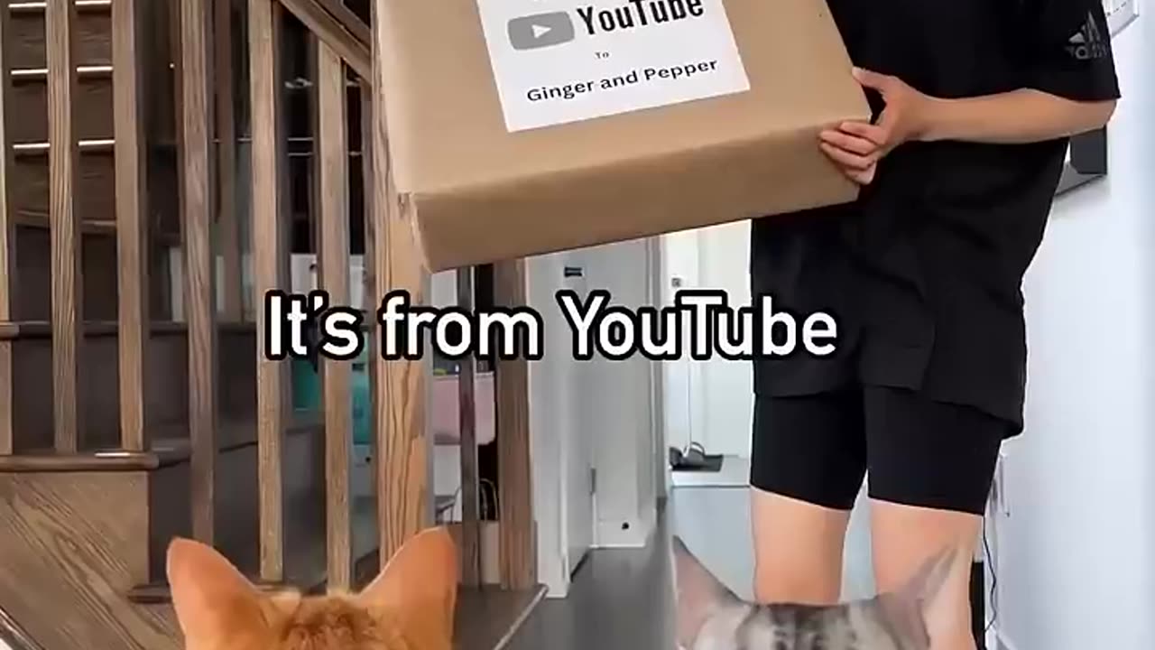 When your Cats got a Surprise package | Watch till the end for the Biggest Surprise!!!